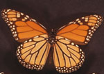sp1