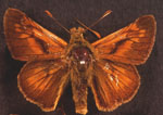 Sp4