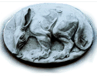 an aardvark