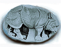 a rhinoceros