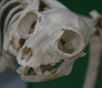 Lemur Skull Lemur Skull