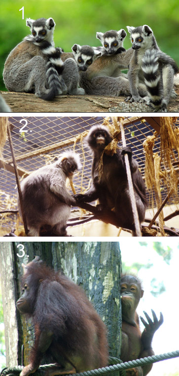 Primates Primates